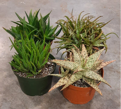 6" Aloe Hybrid Assortment